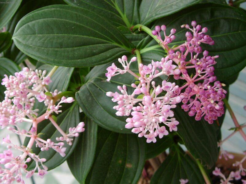 Фотографии к статье: Мединилла великолепная (Medinilla magnifica)