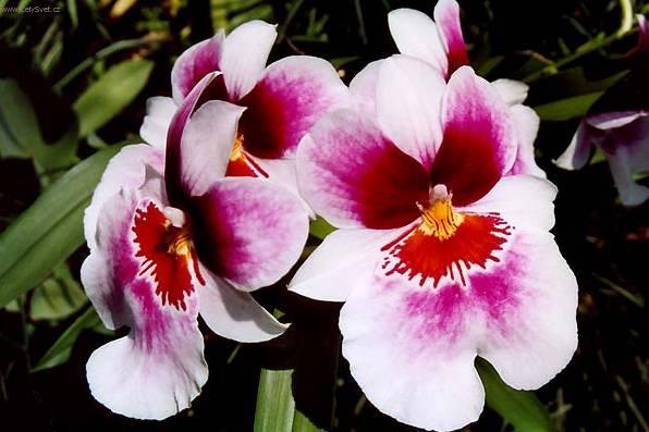 Фотографии к статье: Мильтония (Miltonia)