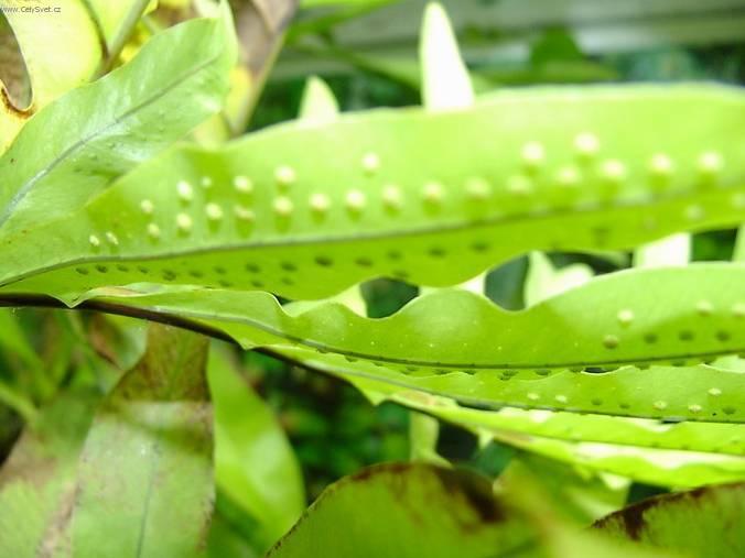 Фотографии к статье: Многоножка золотистая (Полиподиум или флебодиум) (Polypodium Aureum)