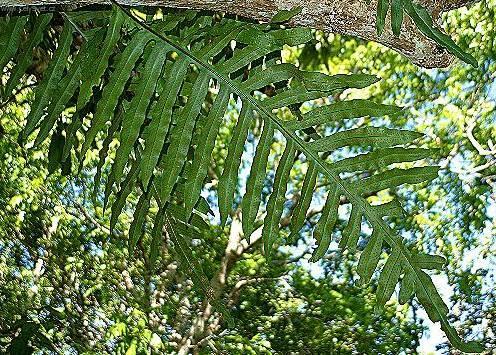 Фотографии к статье: Многоножка золотистая (Полиподиум или флебодиум) (Polypodium Aureum)