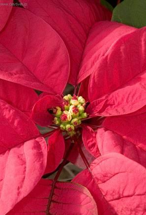 Фотографии к статье: Молочай прекраснейший (пуансеттия) (Euphorbia pulcherrima)