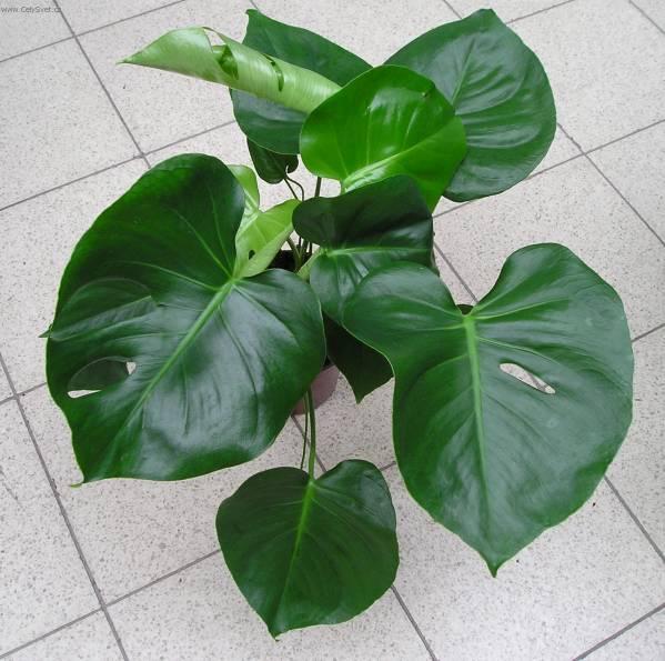 Фотографии к статье: Монстера деликатесная, лакомая (Monstera deliciosa)