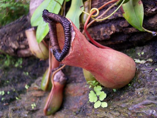 Фотографии к статье: Непентес (Nepenthes)