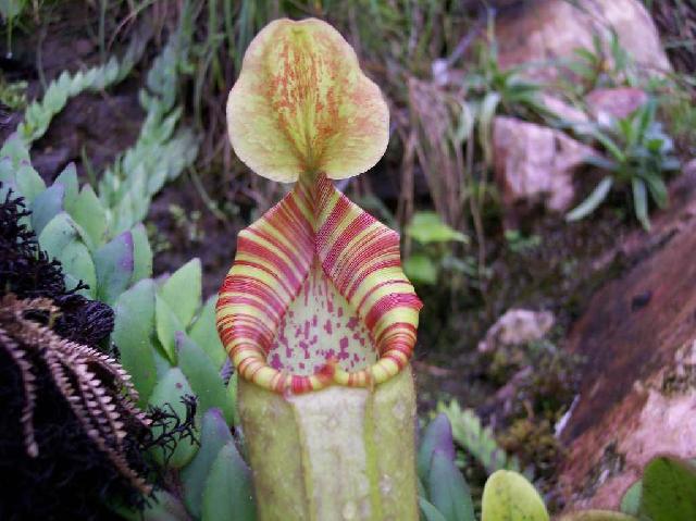 Фотографии к статье: Непентес (Nepenthes)