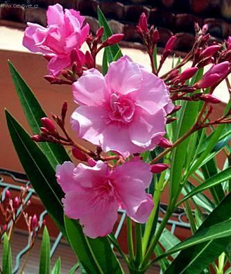 Фотографии к статье: Олеандр (Nerium oleander)