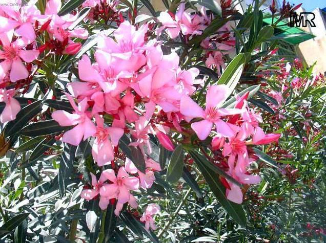 Фотографии к статье: Олеандр (Nerium oleander)