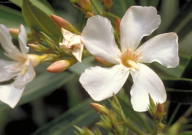 Фотографии к статье: Олеандр (Nerium oleander)