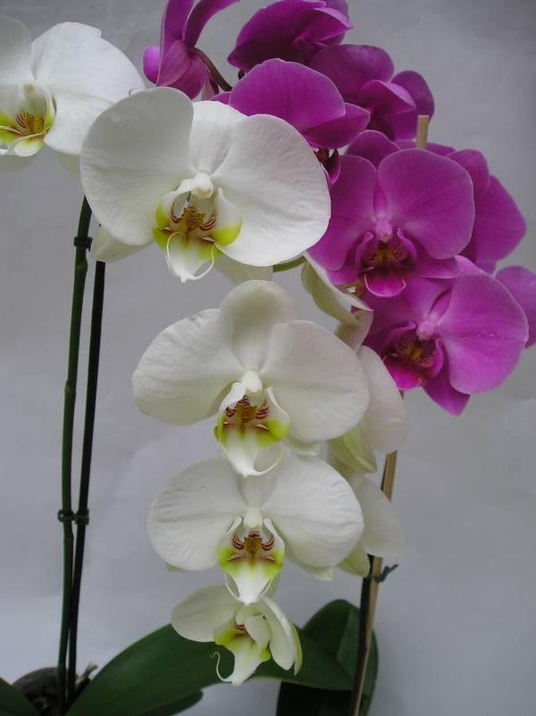 Фотографии к статье: Орхидея Фаленопсис (Phalaenopsis)