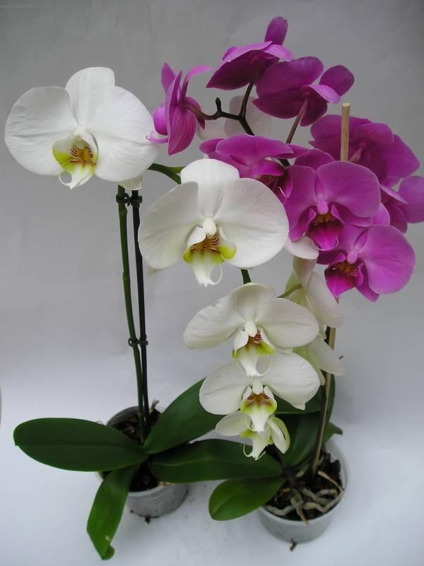 Фотографии к статье: Орхидея Фаленопсис (Phalaenopsis)