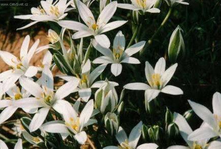 Фотографии к статье: Орнитогаллюм (Ornithogalum)