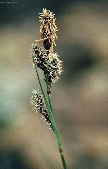 Фотографии к статье: Осока Морроу (Carex morrowii Variegata)