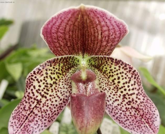 Фотографии к статье: Пафиопедилум (Венерин башмачок) (Paphiopedilum)