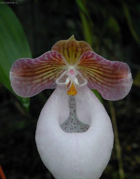 Фотографии к статье: Пафиопедилум (Венерин башмачок) (Paphiopedilum)