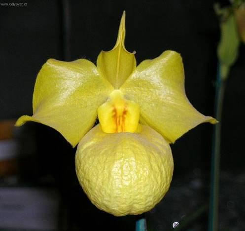 Фотографии к статье: Пафиопедилум (Венерин башмачок) (Paphiopedilum)