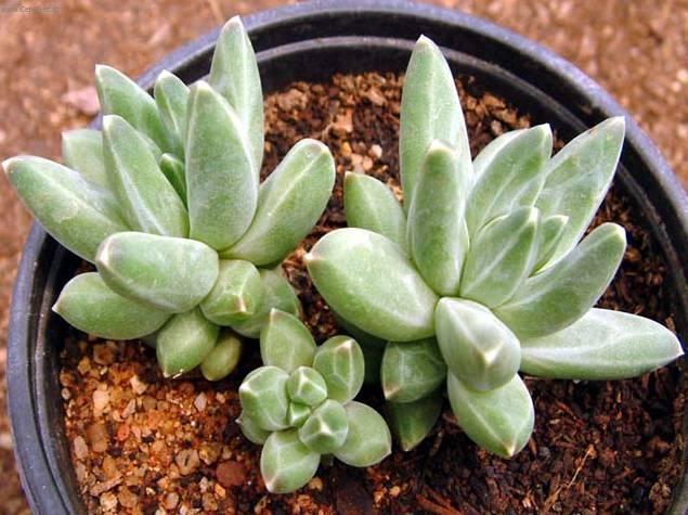 Фотографии к статье: Пахифитум (Pachyphytum)