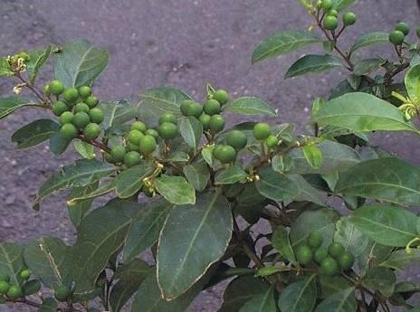 Фотографии к статье: Паслен перцевидный (Звездчатый перец) (Solanum capsicastrum)