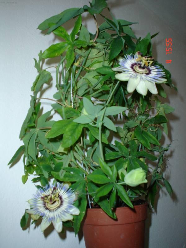 Фотографии к статье: Пассифлора (страстроцвет) (Passiflora caerulea)