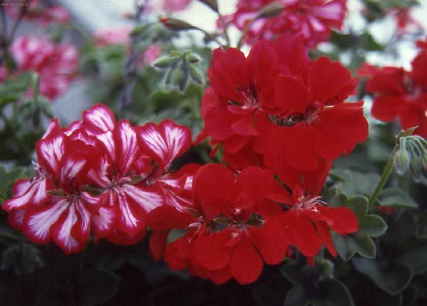 Фотографии к статье: Пеларгония (герань) (Pelargonium)