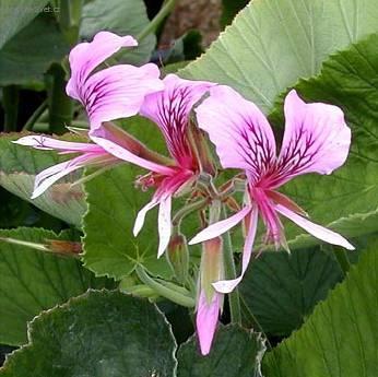 Фотографии к статье: Пеларгония (герань) (Pelargonium)