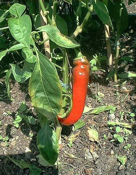 Фотографии к статье: Перец стручковый однолетний (Capsicum annuum)