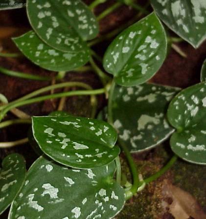 Фотографии к статье: Пилея (Pilea)