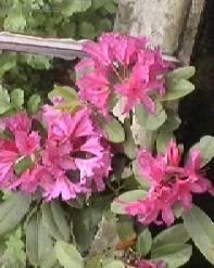 Фотографии к статье: Рододендрон, азалия (Rhododendron, Azalea)