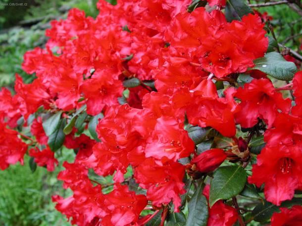 Фотографии к статье: Рододендрон, азалия (Rhododendron, Azalea)