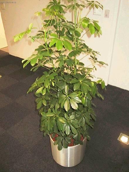 Фотографии к статье: Шеффлера (Schefflera)