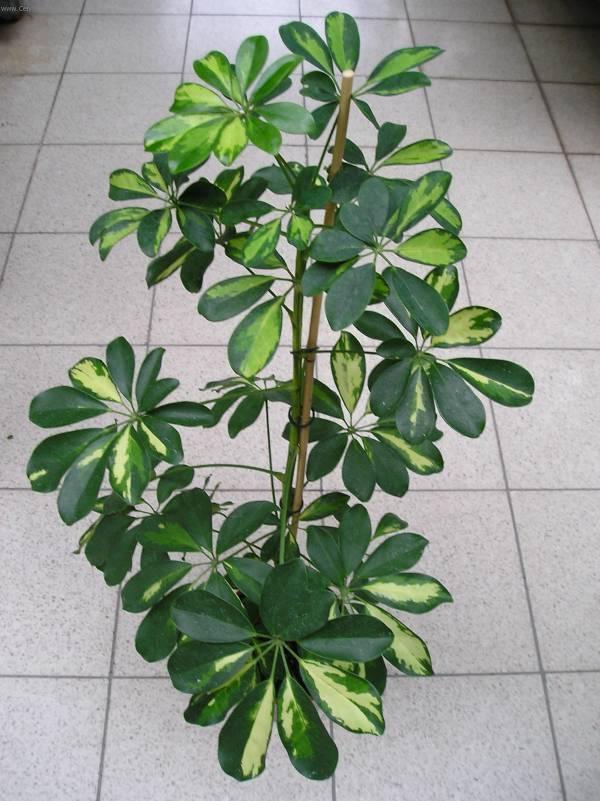 Фотографии к статье: Шеффлера (Schefflera)