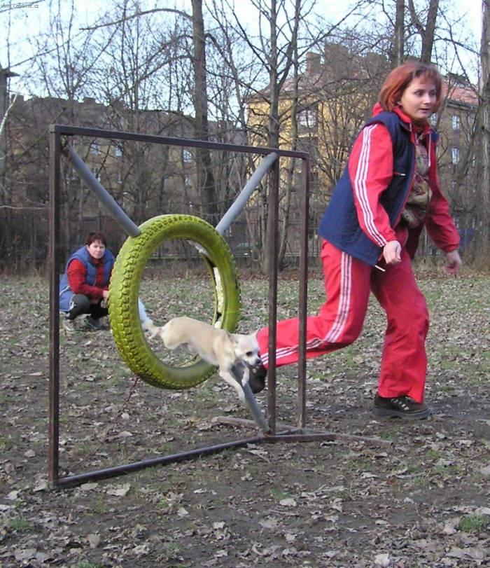 Фотографии к статье: Аджилити (Agility) / Советы по уходу и воспитанию породы собак, описание собаки, помощь при болезнях, фотографии, дискусии и форум.