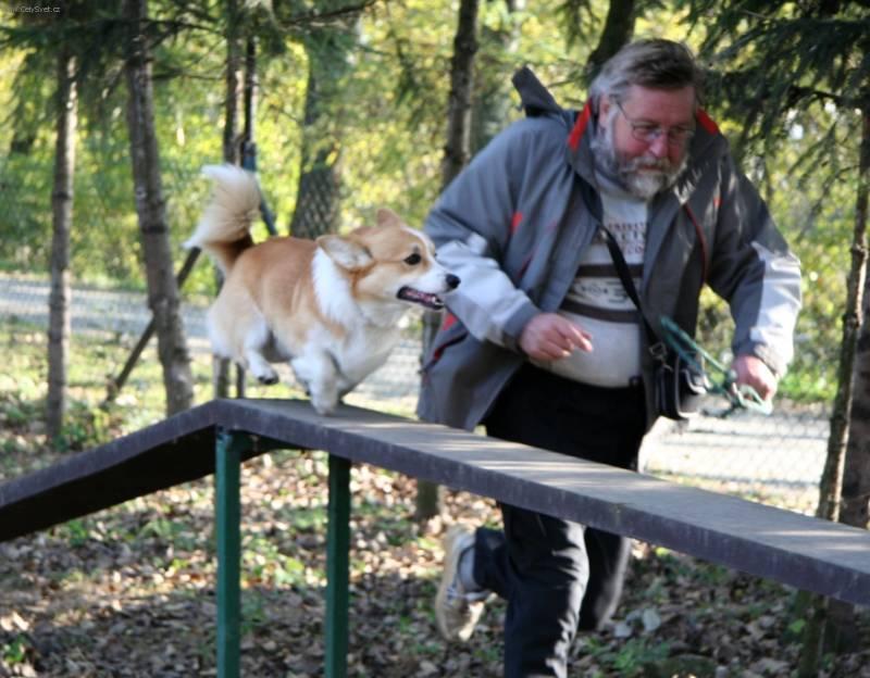 Фотографии к статье: Аджилити (Agility) / Советы по уходу и воспитанию породы собак, описание собаки, помощь при болезнях, фотографии, дискусии и форум.