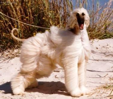 Фотографии к статье: Афганская борзая (Афган) (Afghan Hound) / Советы по уходу и воспитанию породы собак, описание собаки, помощь при болезнях, фотографии, дискусии и форум.