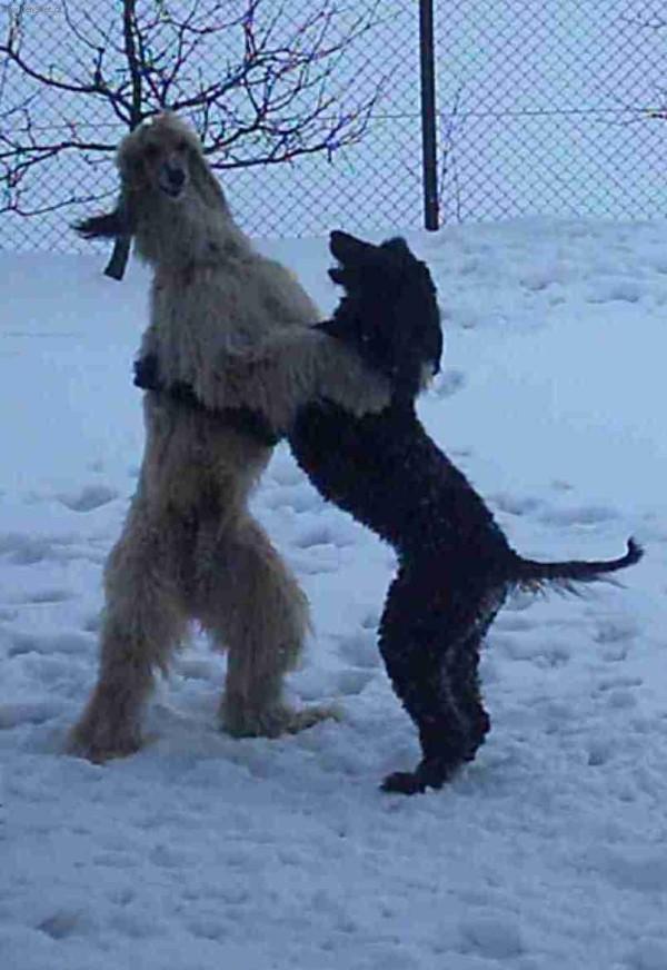 Фотографии к статье: Афганская борзая (Афган) (Afghan Hound) / Советы по уходу и воспитанию породы собак, описание собаки, помощь при болезнях, фотографии, дискусии и форум.