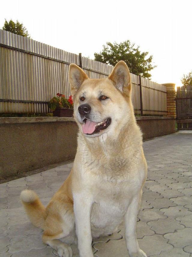 Фотографии к статье: Акита (Большая японская собака) (Japanese Akita) / Советы по уходу и воспитанию породы собак, описание собаки, помощь при болезнях, фотографии, дискусии и форум.