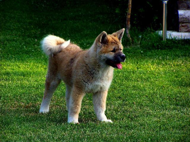 Фотографии к статье: Акита (Большая японская собака) (Japanese Akita) / Советы по уходу и воспитанию породы собак, описание собаки, помощь при болезнях, фотографии, дискусии и форум.