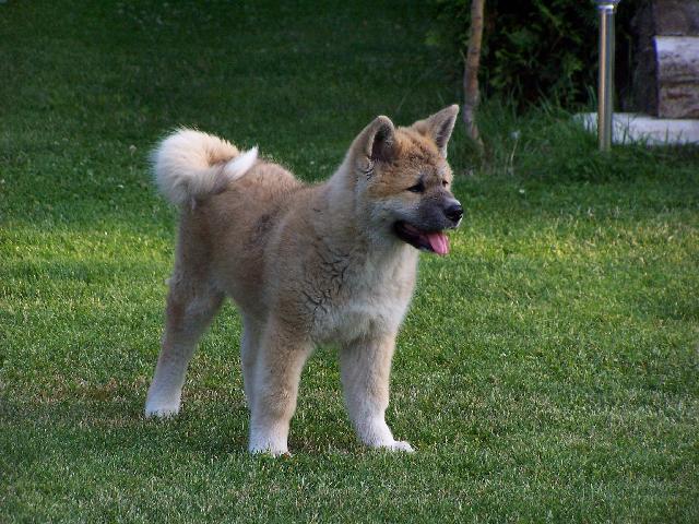 Фотографии к статье: Акита (Большая японская собака) (Japanese Akita) / Советы по уходу и воспитанию породы собак, описание собаки, помощь при болезнях, фотографии, дискусии и форум.