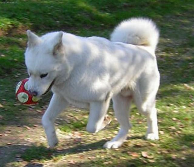 Фотографии к статье: Акита (Большая японская собака) (Japanese Akita) / Советы по уходу и воспитанию породы собак, описание собаки, помощь при болезнях, фотографии, дискусии и форум.