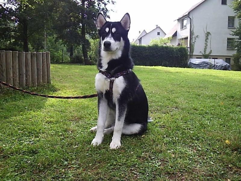 Фотографии к статье: Аляскинский маламут (Alaskan Malamute) / Советы по уходу и воспитанию породы собак, описание собаки, помощь при болезнях, фотографии, дискусии и форум.