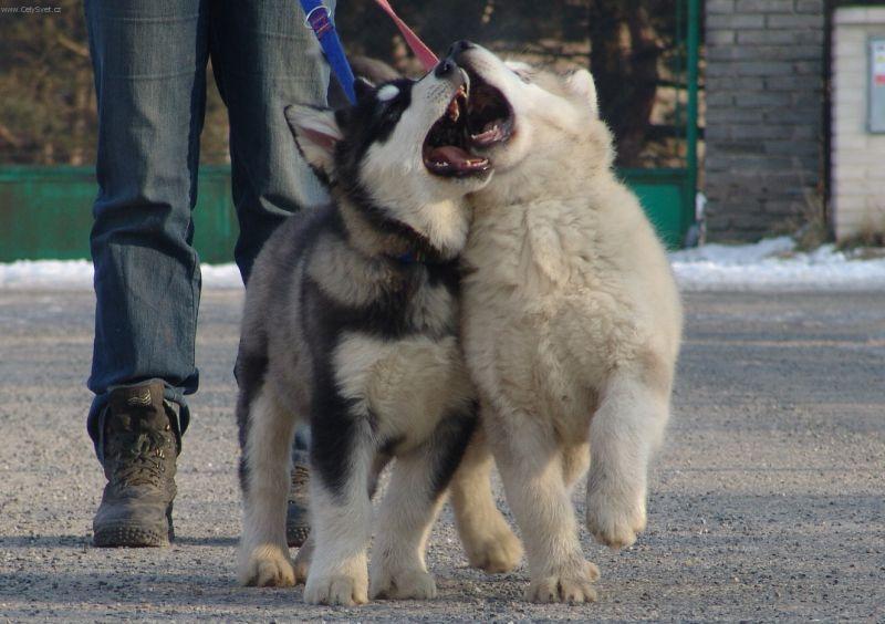 Фотографии к статье: Аляскинский маламут (Alaskan Malamute) / Советы по уходу и воспитанию породы собак, описание собаки, помощь при болезнях, фотографии, дискусии и форум.