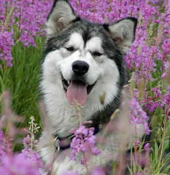 Фотографии к статье: Аляскинский маламут (Alaskan Malamute) / Советы по уходу и воспитанию породы собак, описание собаки, помощь при болезнях, фотографии, дискусии и форум.