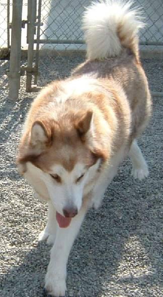 Фотографии к статье: Аляскинский маламут (Alaskan Malamute) / Советы по уходу и воспитанию породы собак, описание собаки, помощь при болезнях, фотографии, дискусии и форум.