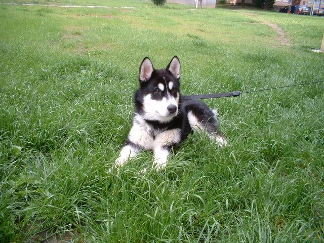 Фотографии к статье: Аляскинский маламут (Alaskan Malamute) / Советы по уходу и воспитанию породы собак, описание собаки, помощь при болезнях, фотографии, дискусии и форум.