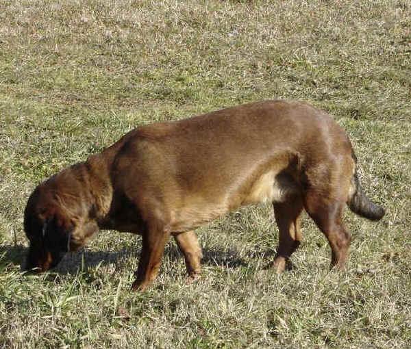 Фотографии к статье: Альпийская таксообразная гончая (Alpine Dachsbracke) / Советы по уходу и воспитанию породы собак, описание собаки, помощь при болезнях, фотографии, дискусии и форум.