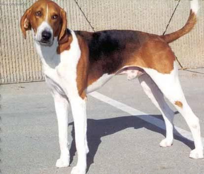 Фотографии к статье: Американский фоксхаунд (American Fox Hound) / Советы по уходу и воспитанию породы собак, описание собаки, помощь при болезнях, фотографии, дискусии и форум.