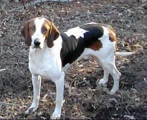 Фотографии к статье: Американский фоксхаунд (American Fox Hound) / Советы по уходу и воспитанию породы собак, описание собаки, помощь при болезнях, фотографии, дискусии и форум.