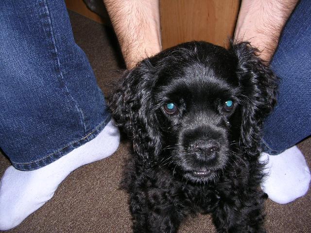 Фотографии к статье: Американский кокер-спаниель (American Cocker Spaniel) / Советы по уходу и воспитанию породы собак, описание собаки, помощь при болезнях, фотографии, дискусии и форум.