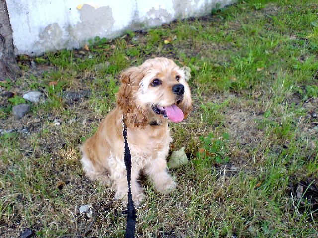 Фотографии к статье: Американский кокер-спаниель (American Cocker Spaniel) / Советы по уходу и воспитанию породы собак, описание собаки, помощь при болезнях, фотографии, дискусии и форум.