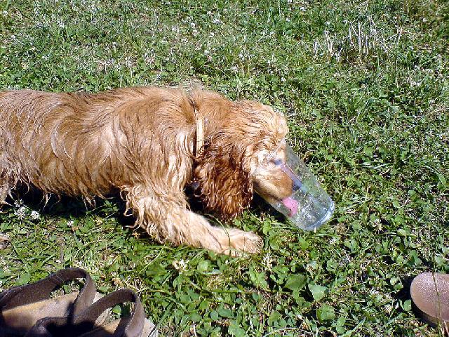 Фотографии к статье: Американский кокер-спаниель (American Cocker Spaniel) / Советы по уходу и воспитанию породы собак, описание собаки, помощь при болезнях, фотографии, дискусии и форум.