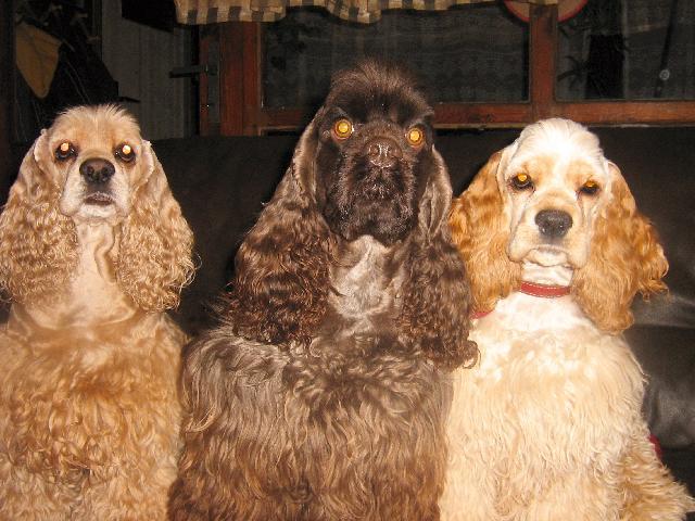 Фотографии к статье: Американский кокер-спаниель (American Cocker Spaniel) / Советы по уходу и воспитанию породы собак, описание собаки, помощь при болезнях, фотографии, дискусии и форум.