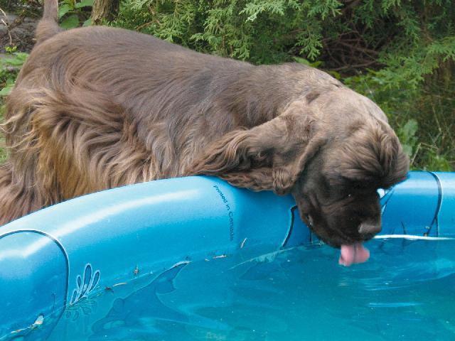 Фотографии к статье: Американский кокер-спаниель (American Cocker Spaniel) / Советы по уходу и воспитанию породы собак, описание собаки, помощь при болезнях, фотографии, дискусии и форум.